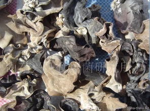 木耳菌種與食用菌菌種的國際貿易 機遇、挑戰與規范路徑