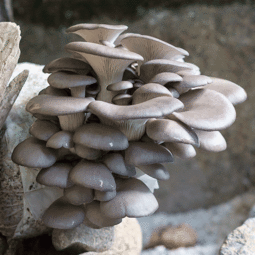 菌豐食用菌 平菇菌種購買新指南與產業(yè)進出口新出路