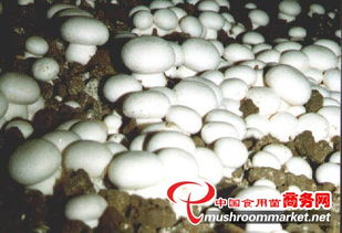 山東食用菌菌種進(jìn)出口 產(chǎn)業(yè)優(yōu)勢、政策機(jī)遇與市場前景