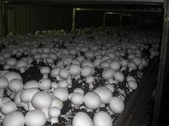 山東食用菌菌種的產(chǎn)業(yè)中心 濟(jì)陽縣的進(jìn)出口貿(mào)易與行業(yè)發(fā)展