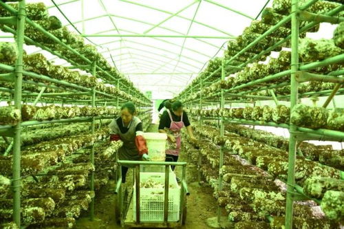 助農(nóng)團(tuán)團(tuán)丨發(fā)展食用菌產(chǎn)業(yè)，以菌種進(jìn)出口撐起鄉(xiāng)村“致富傘”