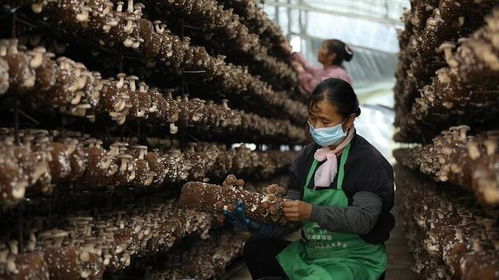 施甸縣創(chuàng)新菌種全產(chǎn)業(yè)鏈發(fā)展模式 認(rèn)領(lǐng)、回購、售種與助銷助推食用菌產(chǎn)業(yè)國際化