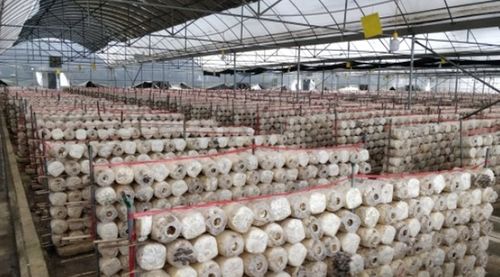 水城奇跡 一座菌種場與億元級(jí)的食用菌產(chǎn)業(yè)崛起