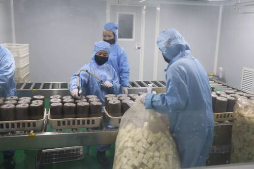 加大研發(fā)力度，發(fā)展優(yōu)質(zhì)食用菌產(chǎn)品，促進(jìn)菌種進(jìn)出口繁榮